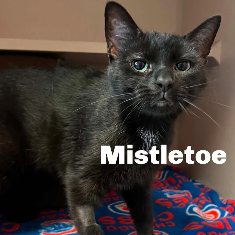 An adult medium-sized female Domestic Short Hair cat named Mistletoe for adoption in Escanaba, MI