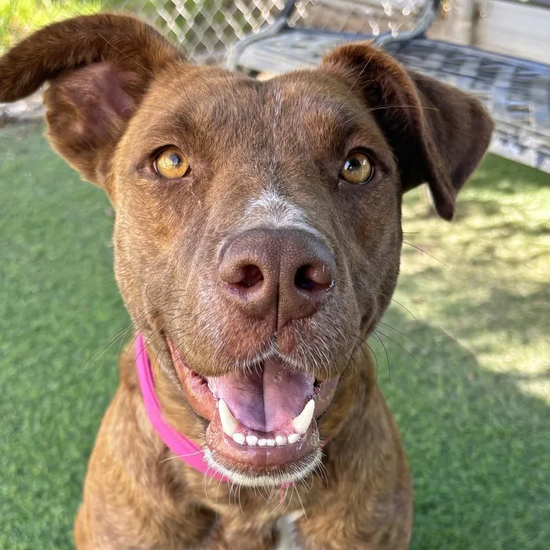 A young medium-sized female Brown / Chocolate Plott Hound dog named Missy for adoption in Ojai, CA