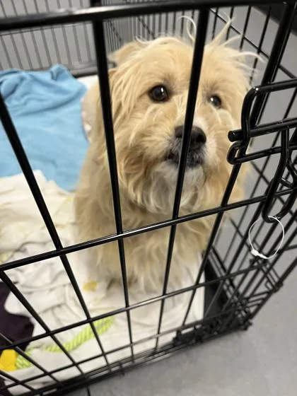 An adult medium-sized male Terrier dog named Barkley for adoption in West Chester, PA