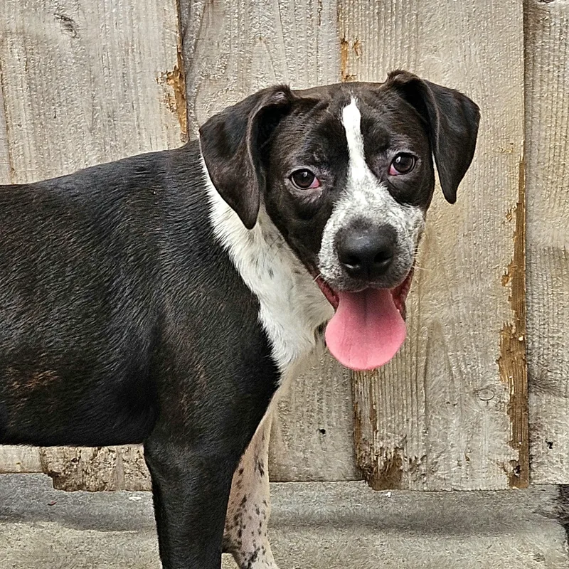 A baby medium-sized male Brindle Boston Terrier dog named Colby for adoption in Chicago, IL