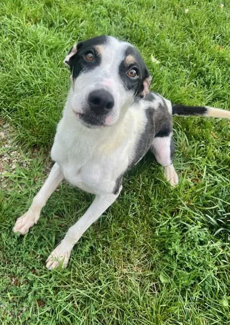 An adult medium-sized female Hound dog named Reba for adoption in Belmont, NY