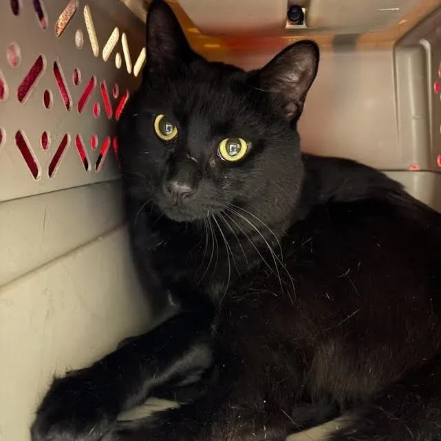 An adult large-sized male Black Domestic Short Hair cat named Ranger for adoption in Springfield, MA