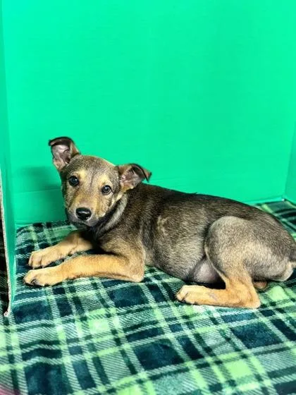 A baby medium-sized male Mixed Breed dog named Hal for adoption in Houston, TX