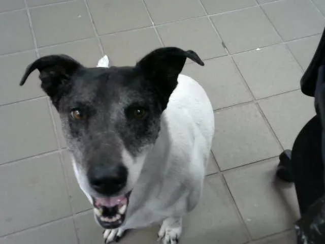 An adult medium-sized female Australian Cattle Dog / Blue Heeler dog named Donut for adoption in Albuquerque, NM