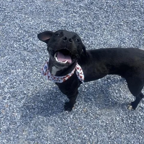An adult medium-sized female Black Boxer dog named Flora for adoption in Marion, NC