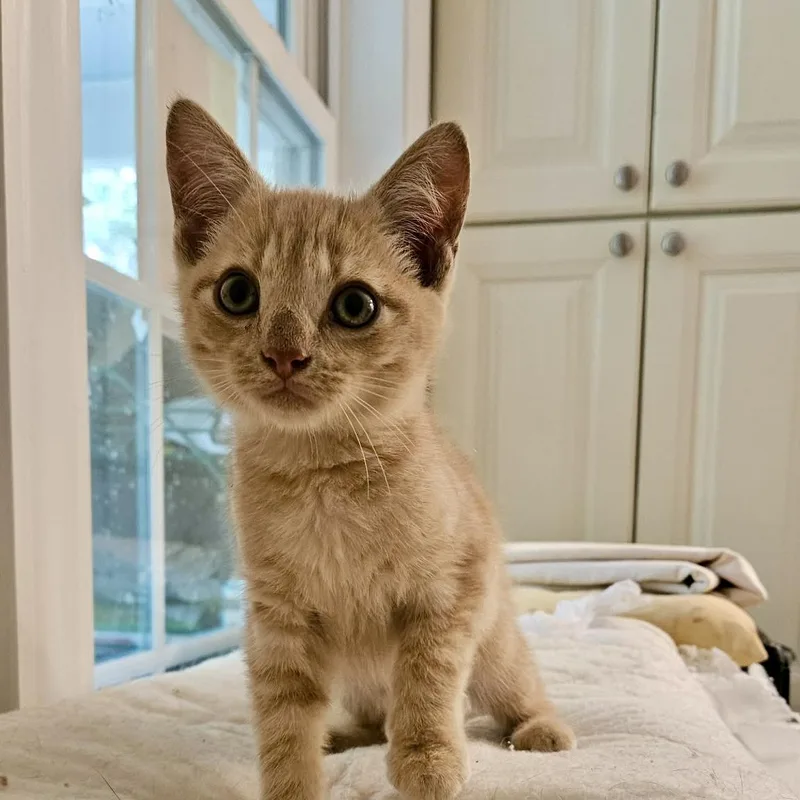 A baby small-sized male Orange & White Domestic Short Hair cat named Puppet for adoption in Myrtle Beach, SC