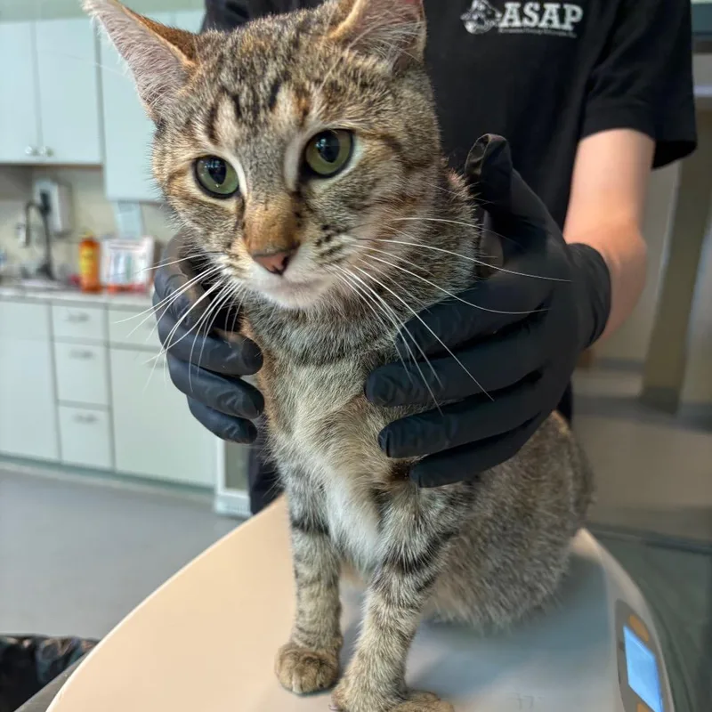 A young large-sized female Calico Domestic Short Hair cat named Puff + for adoption in Huntington, WV