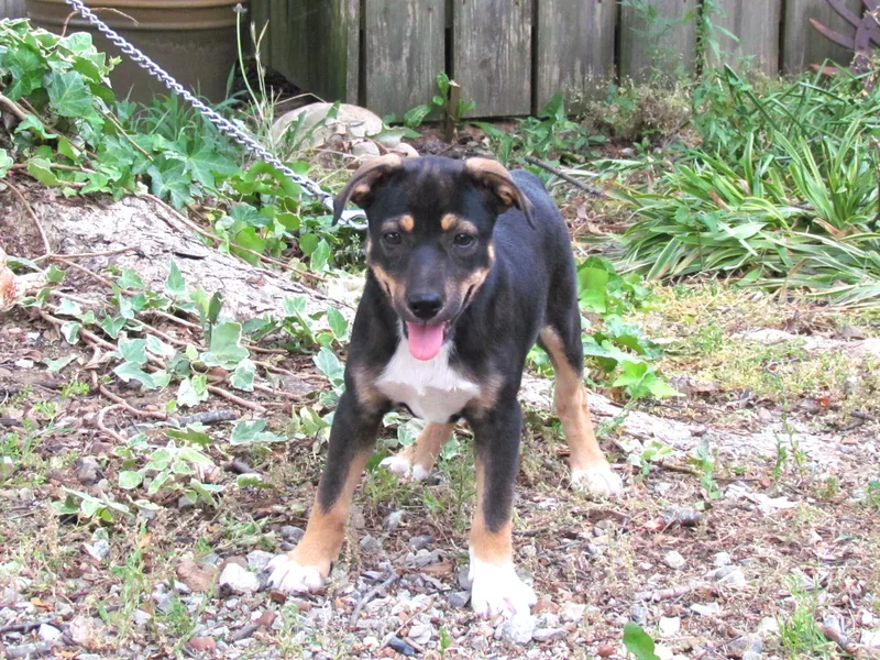 A baby medium-sized female Black Feist dog named Trina for adoption in Medfield, MA