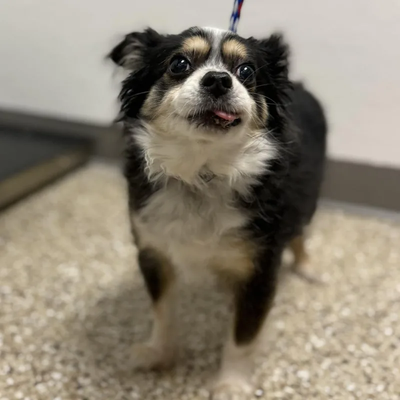 A senior small-sized male Black Chihuahua dog named Dodgy for adoption in Bullhead City, AZ