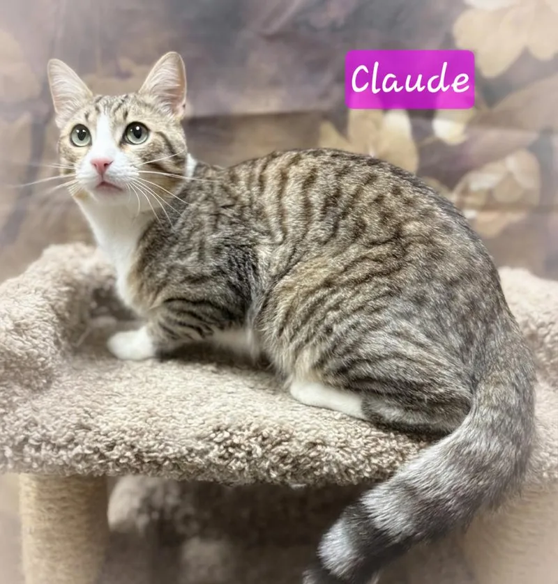A young medium-sized male Domestic Short Hair cat named Claude for adoption in Aurora, NE