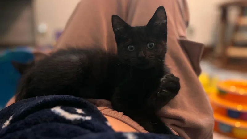 A baby medium-sized female Black Domestic Short Hair cat named Flo for adoption in Buffalo, NY