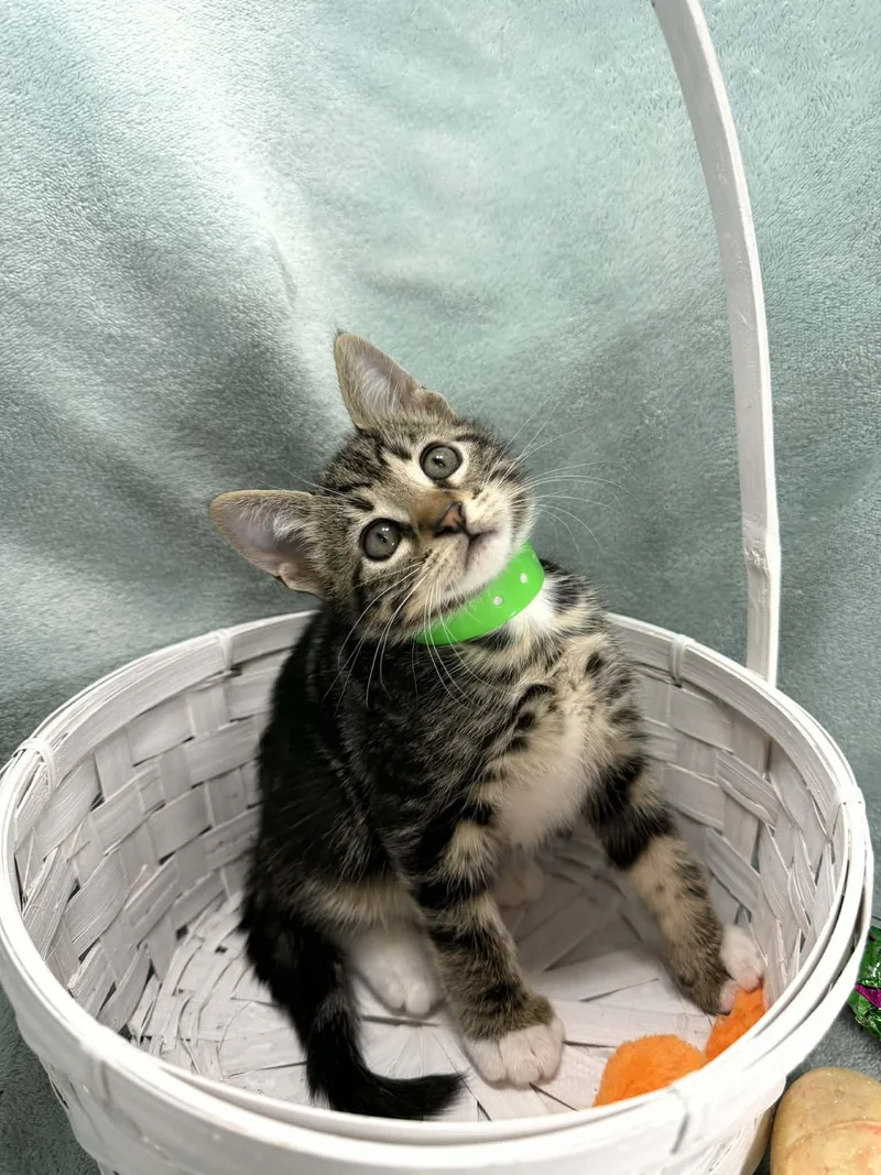 A baby small-sized male Tabby cat named Tommy for adoption in Tavares, FL