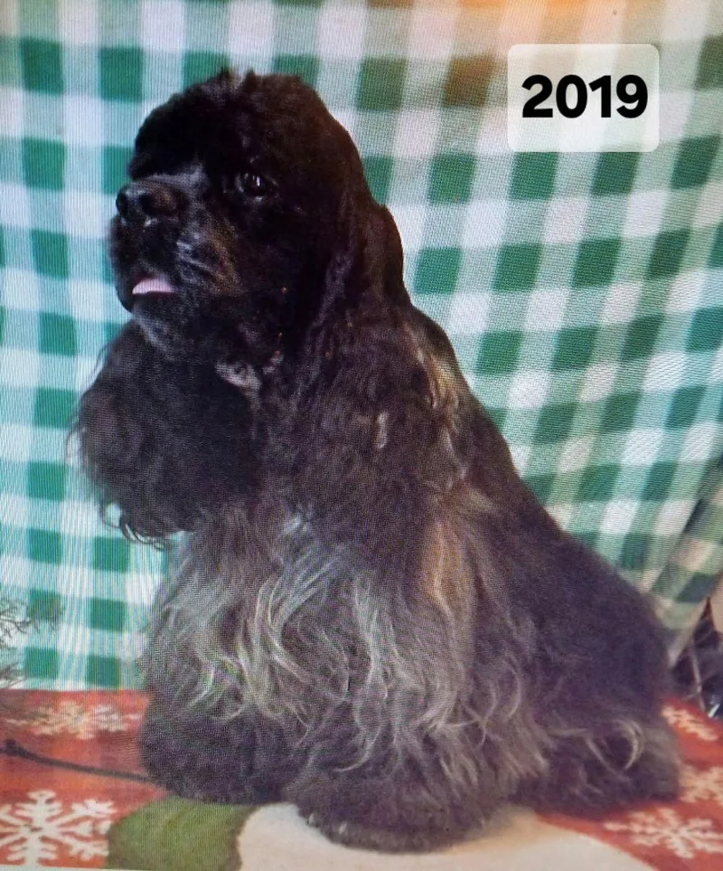 An adult medium-sized female Merle (Blue) Cocker Spaniel dog named Panthermedical hold for adoption in Seymour, CT