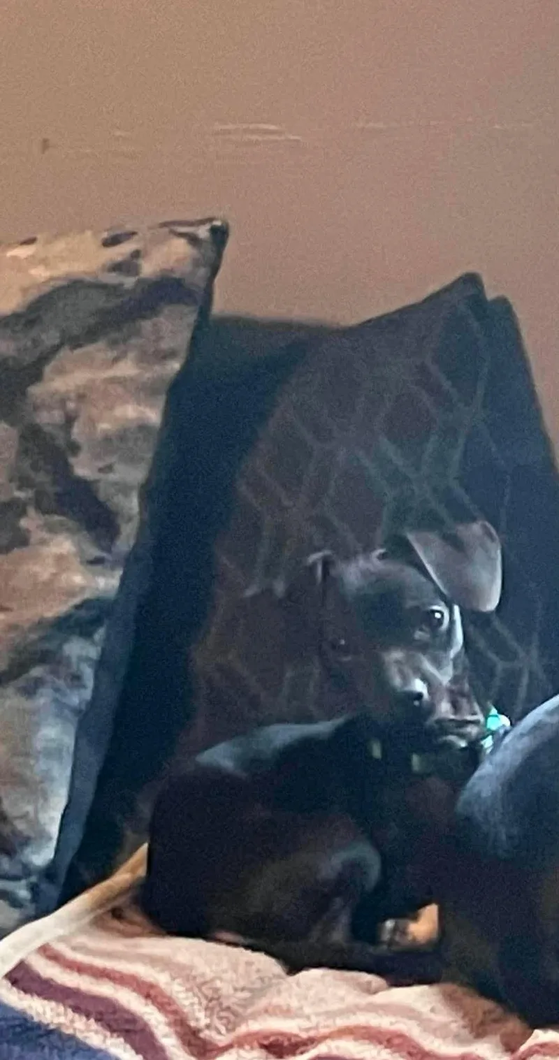 A baby small-sized male Chihuahua dog named Stix for adoption in Lewistown, PA
