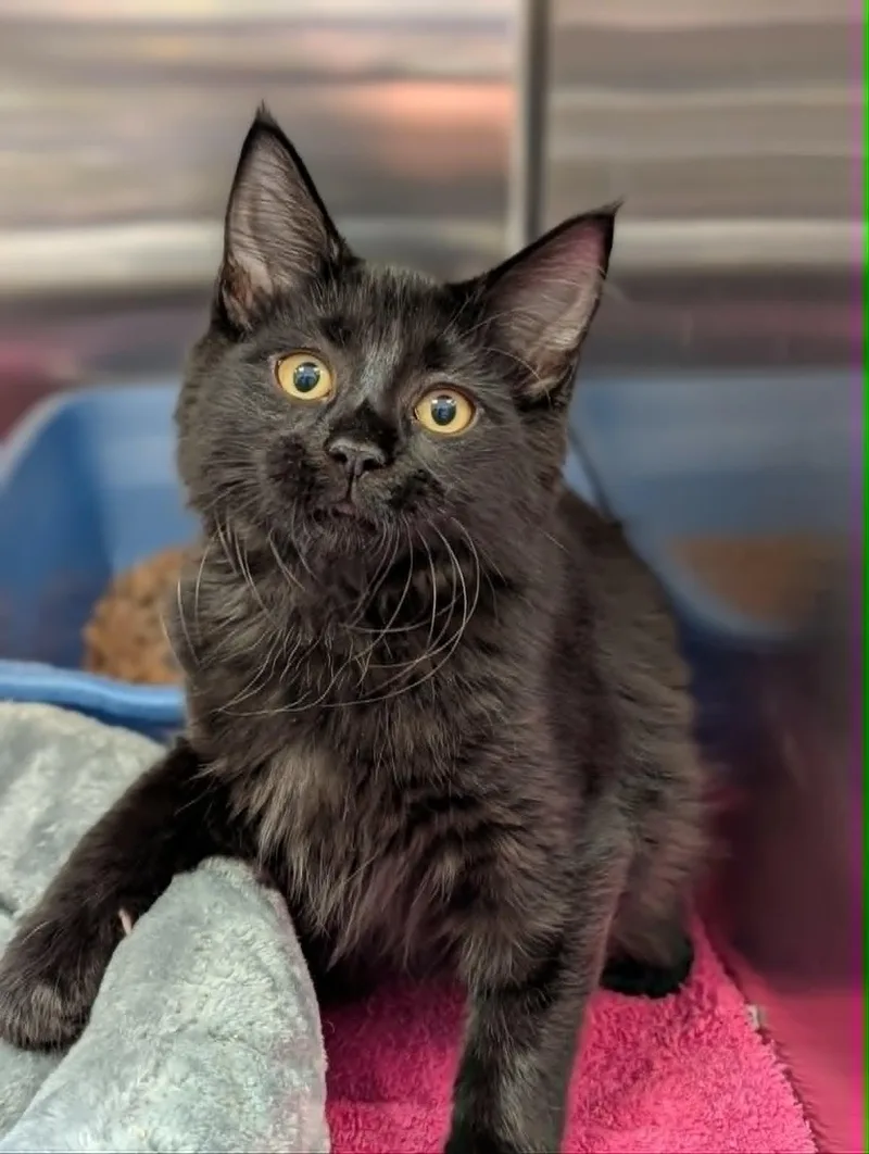 A baby medium-sized female Black Domestic Medium Hair cat named Chardonnay for adoption in Chambersburg, PA