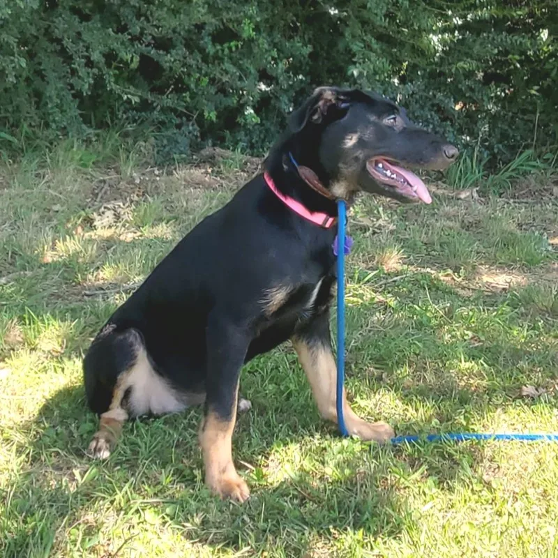 A baby medium-sized female Black Mixed Breed dog named Athena for adoption in Denison, TX