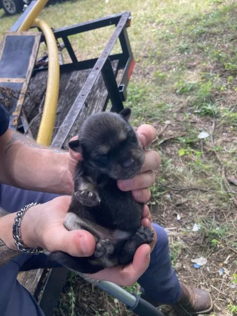 A baby medium-sized female Husky dog named 2 for adoption in Dallas, TX