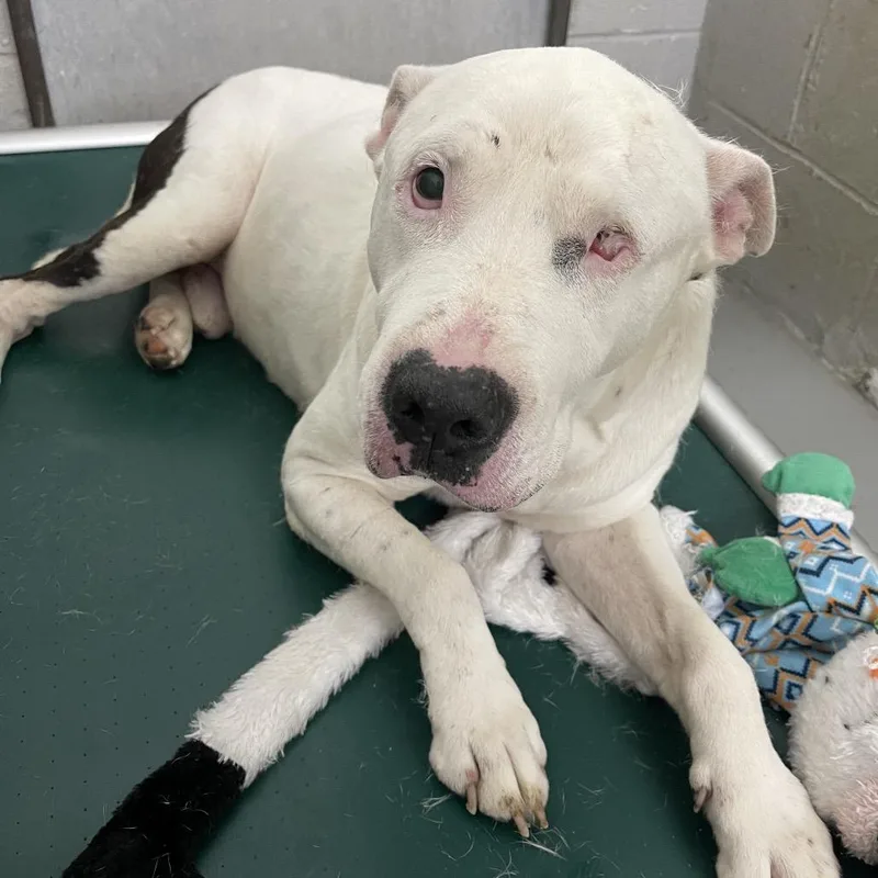 An adult large-sized male White / Cream Mixed Breed dog named Goomer for adoption in Henderson, KY