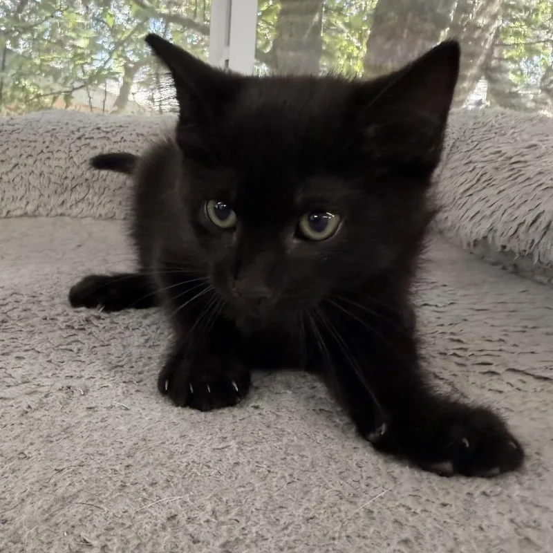 A baby small-sized female Black Domestic Medium Hair cat named Static for adoption in Boerne, TX