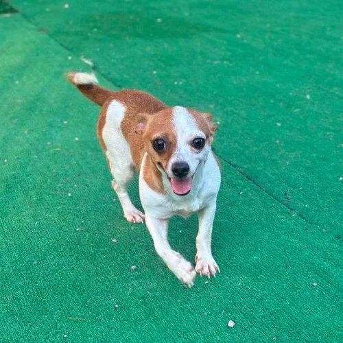 A young small-sized female Chihuahua dog named Chica for adoption in Mount Royal, NJ