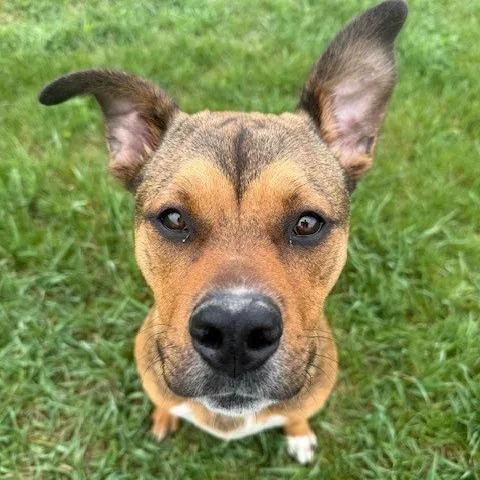 A young medium-sized male Brown / Chocolate Mixed Breed dog named Pooh Bear for adoption in Bristol, IN