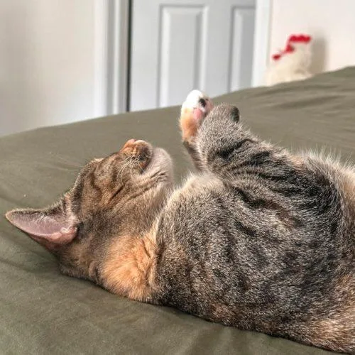 A young small-sized female Brown / Chocolate Torbie cat named Callie for adoption in Knoxville, TN