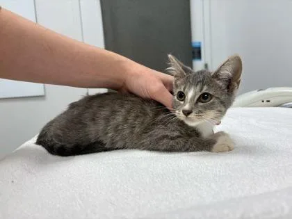 A baby small-sized female Gray / Blue / Silver Domestic Short Hair cat named Oblina for adoption in Kansas City, MO