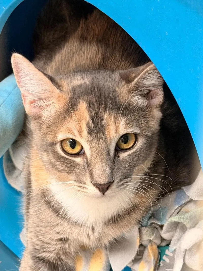 A baby medium-sized female Domestic Short Hair cat named Raisin Bran Cereal for adoption in Chandler, AZ