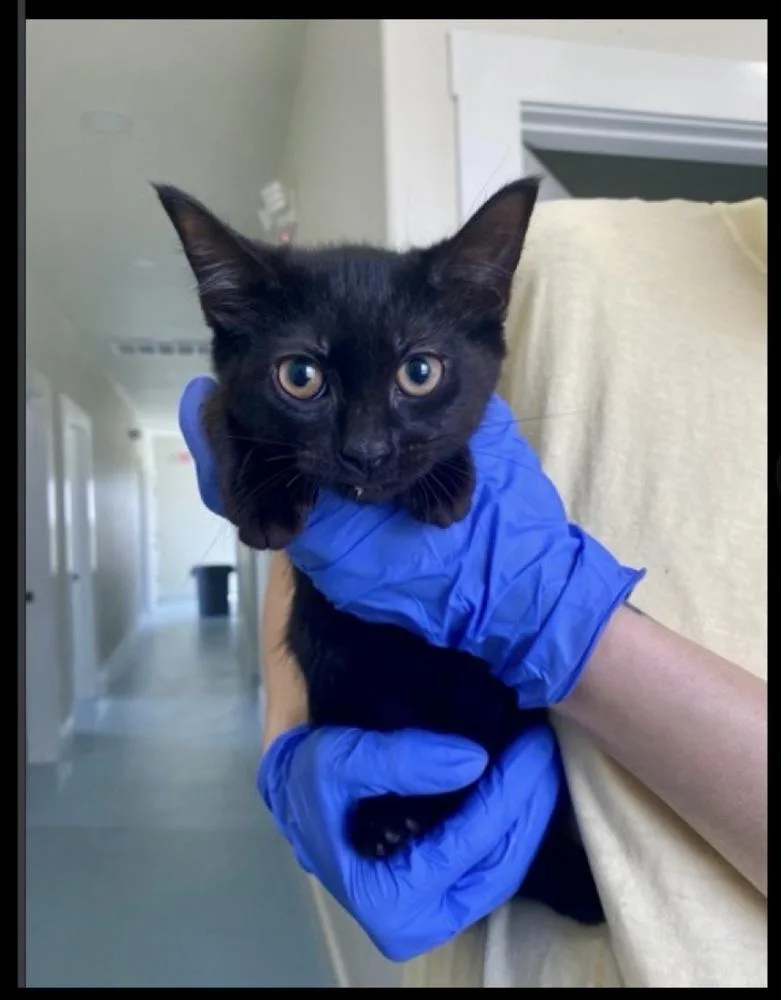 A baby medium-sized female Black Domestic Short Hair cat named Mitzy for adoption in Lafayette, CO