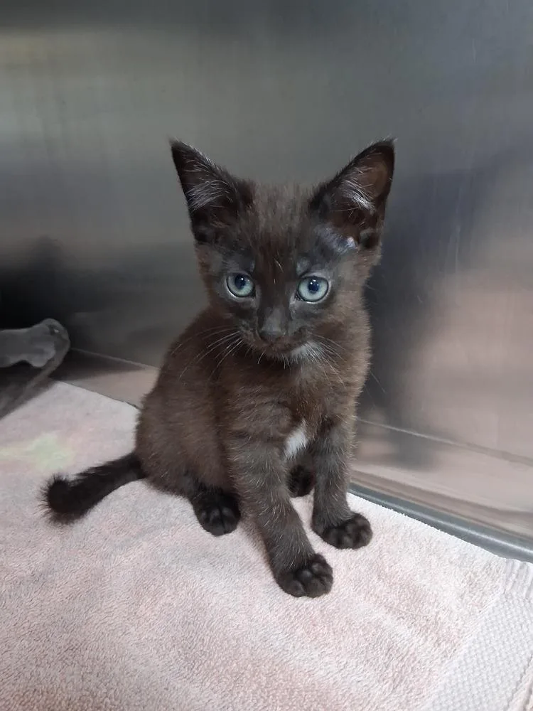 A baby small-sized male Black & White / Tuxedo Domestic Short Hair cat named Ram for adoption in Westfield, WI