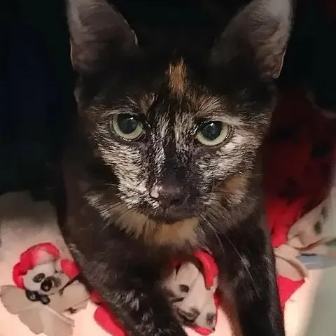 An adult medium-sized female Tortoiseshell Domestic Short Hair cat named Sabrina the Teenage Witch for adoption in Winthrop, ME