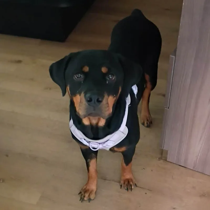 Roxie