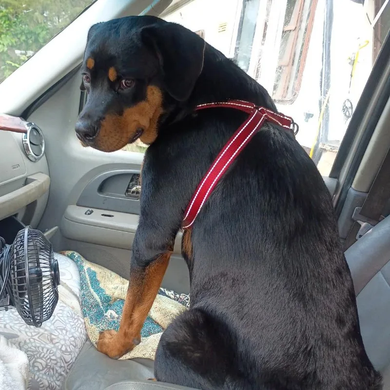 Roxie thumbnail 2