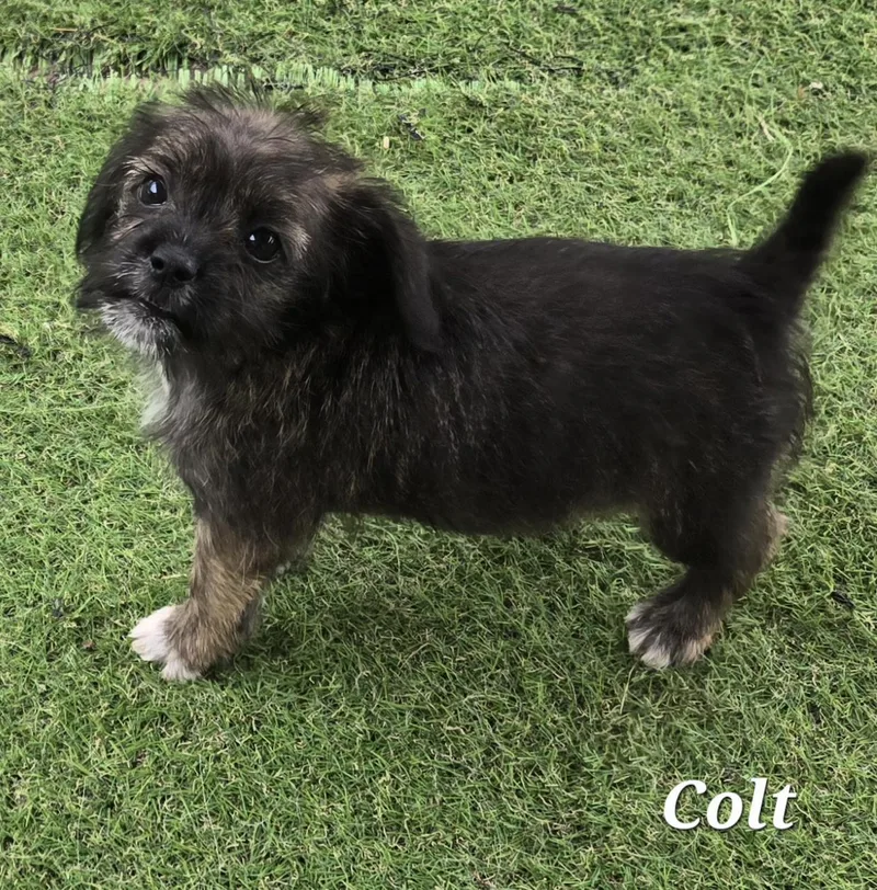 Colt
