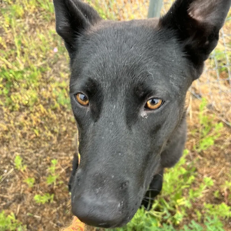 A young large-sized male Black Mixed Breed dog named Asher for adoption in Spokane, WA