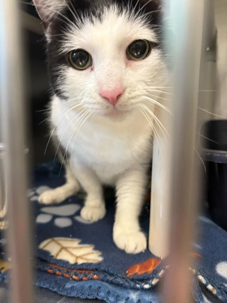 A senior large-sized male Black & White / Tuxedo Domestic Short Hair cat named Iceman for adoption in Bowling Green, OH