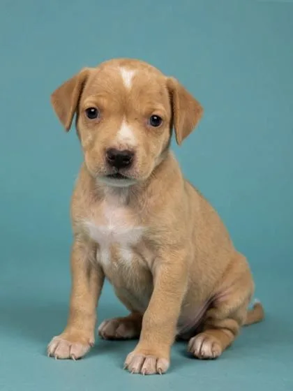 A young medium-sized male Mixed Breed dog named Lachlen for adoption in Gulfport, MS