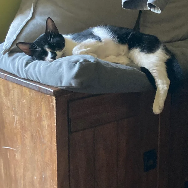 A young medium-sized female Black & White / Tuxedo Domestic Short Hair cat named Bianca for adoption in Jersey City, NJ