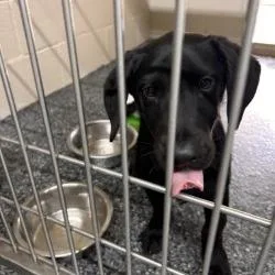A baby small-sized male Black Mixed Breed dog named Max for adoption in Buchanan Dam, TX