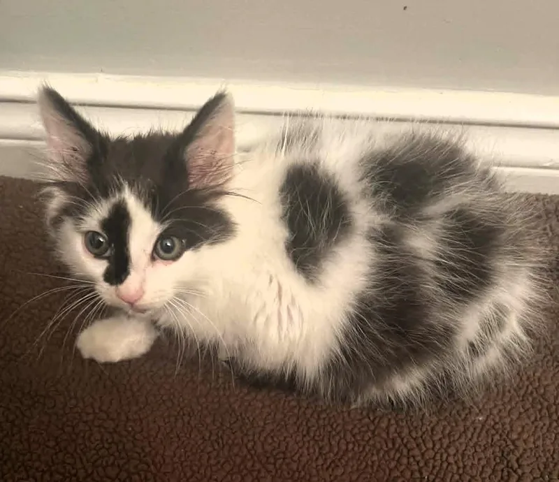 Nala