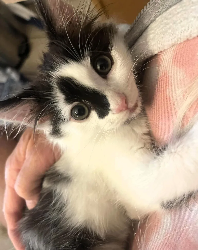 Nala thumbnail 2