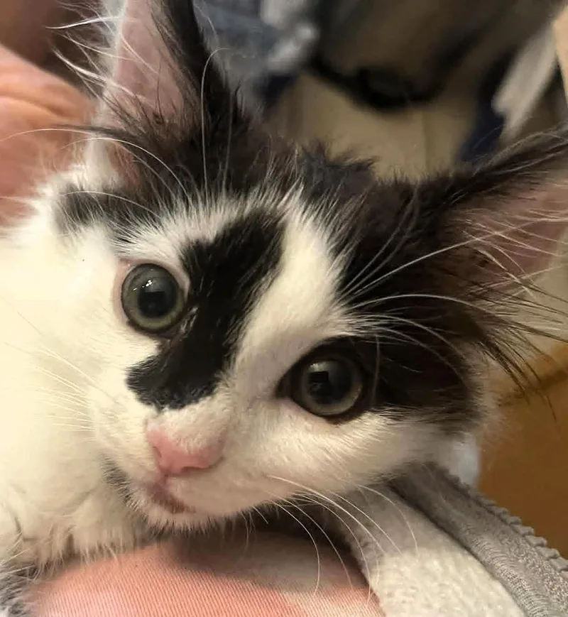 Nala thumbnail 3