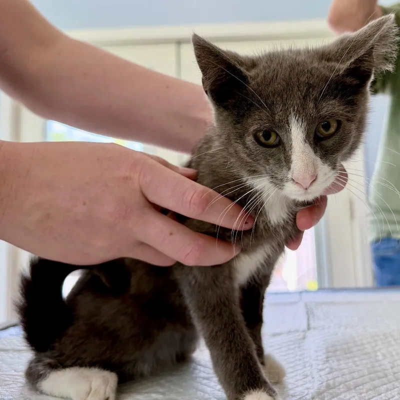A baby small-sized male Gray / Blue / Silver Domestic Short Hair cat named Pensacola Bowers for adoption in Woodstock, VA