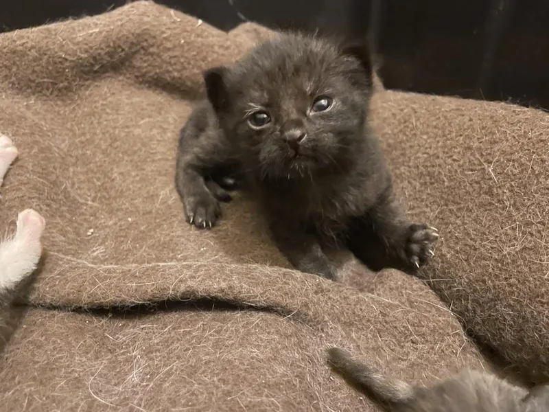 A baby small-sized male Black Domestic Short Hair cat named Haymitch for adoption in Evansville, IN
