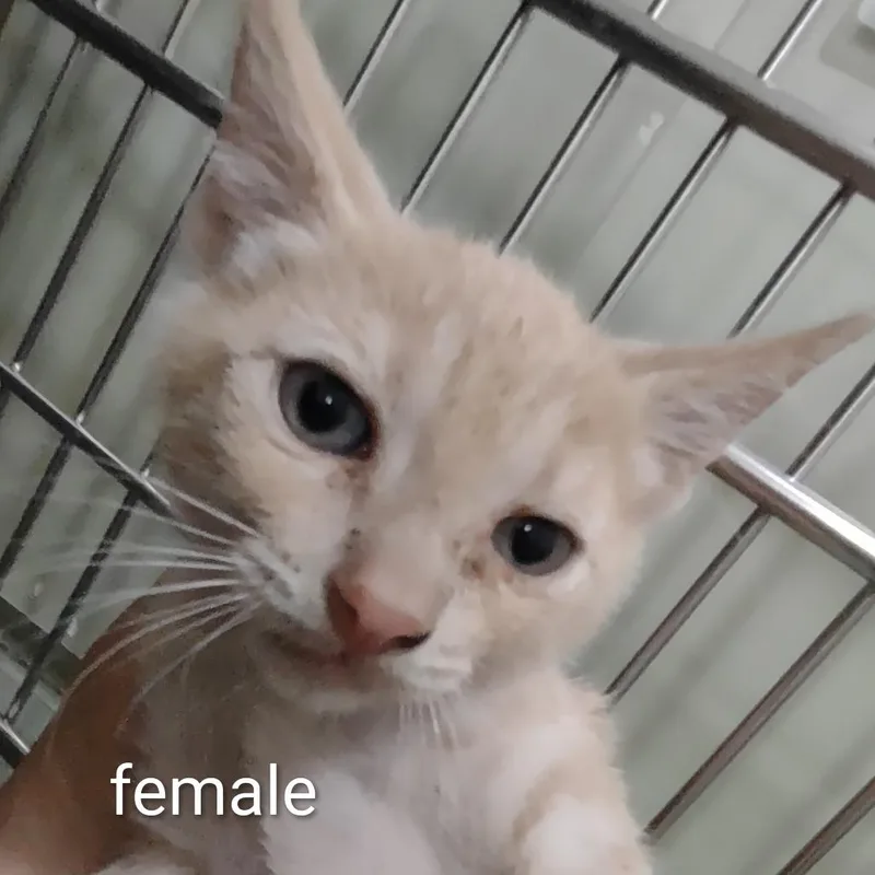 A baby small-sized female Orange / Red Domestic Short Hair cat named Peachy for adoption in Upland, CA