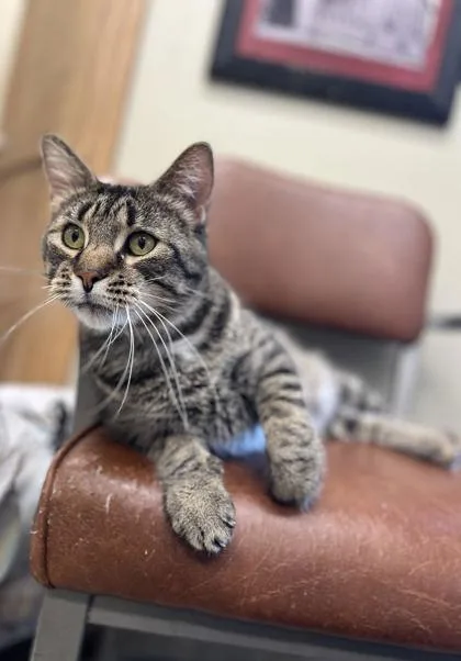 An adult medium-sized male Domestic Short Hair cat named Beef Supreme for adoption in Humboldt, IA