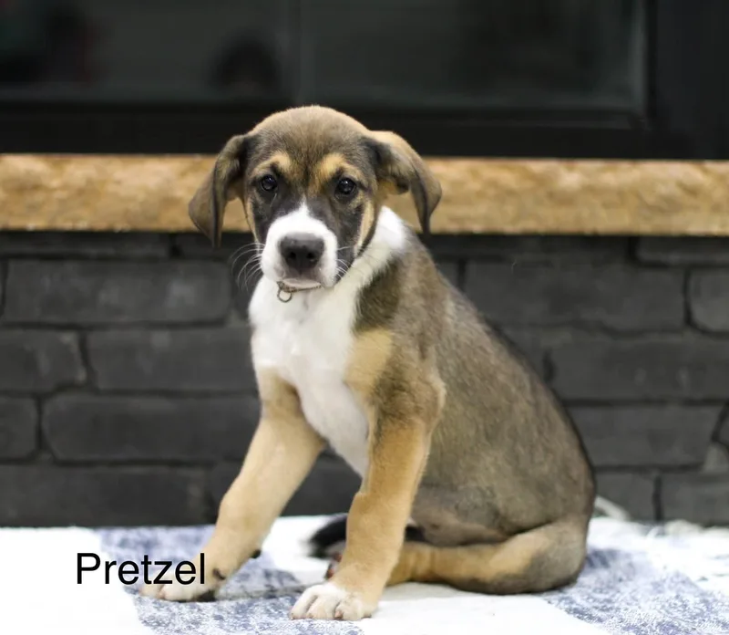 A baby medium-sized female Mixed Breed dog named Pretzel for adoption in Mobile, AL