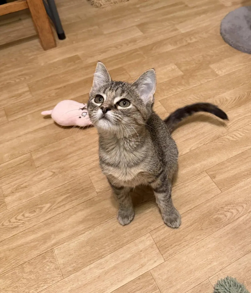A baby medium-sized female Brown / Chocolate Domestic Short Hair cat named Cassidy for adoption in Hammond, LA