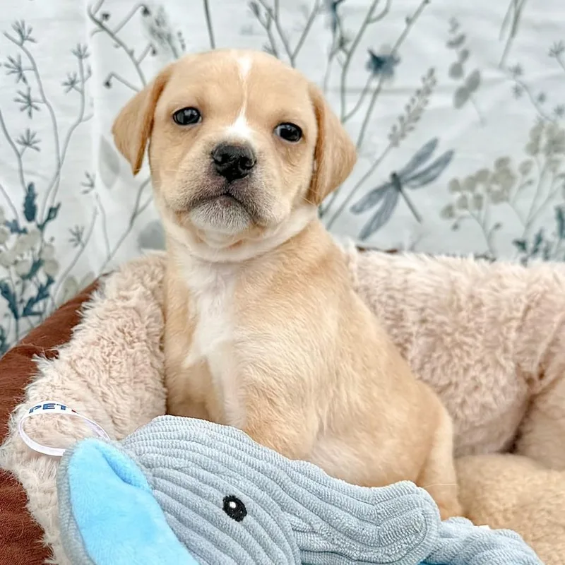 A baby small-sized male Yellow / Tan / Blond / Fawn Puggle dog named Oakley for adoption in Southport, CT