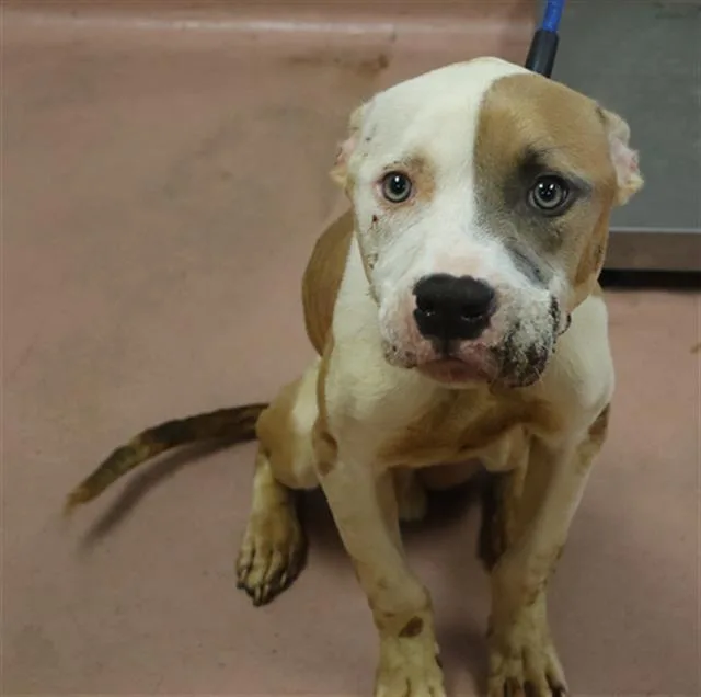An adult medium-sized male Mixed Breed dog named Lane for adoption in Columbia, SC